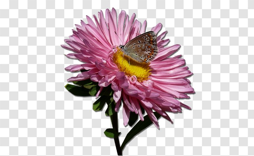 Butterfly Drawing - Aster Transparent PNG