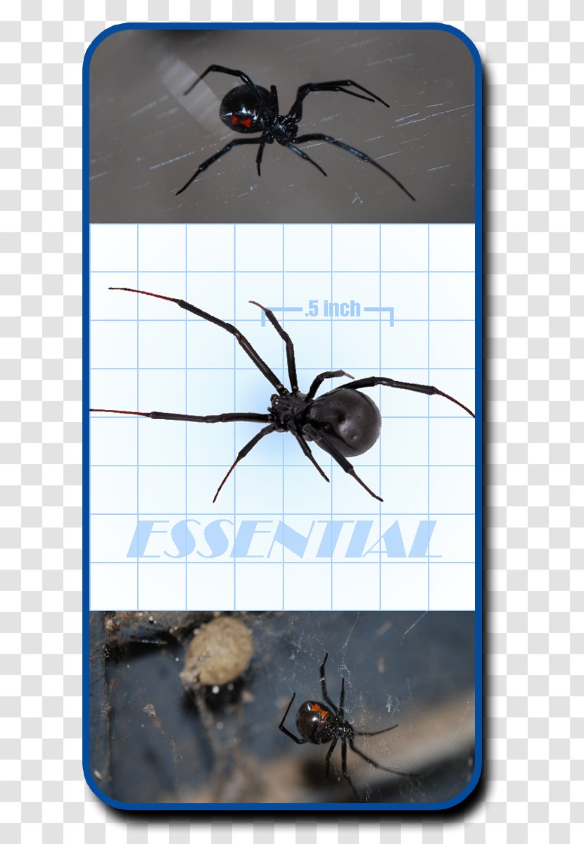 Southern Black Widow Spider Web Royalty-free Brown - Redback Transparent PNG