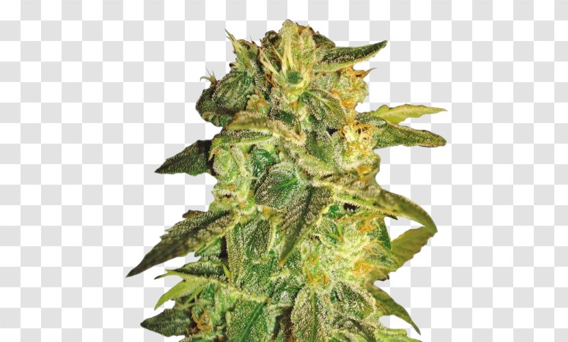 Cannabis Cup Autoflowering Sativa Seed - Bank Transparent PNG
