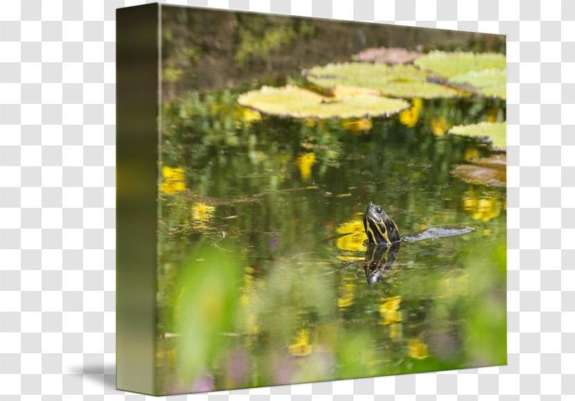 Flora Fauna Ecosystem Meadow Pond - Water Transparent PNG