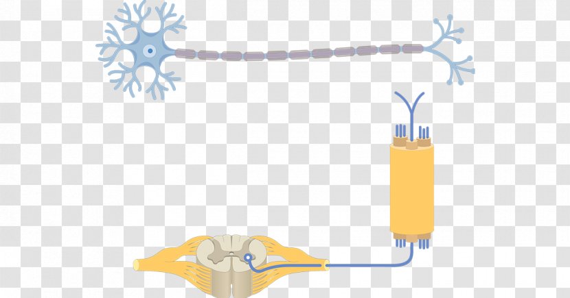 Pseudounipolar Neuron Multipolar Axon - Neurons Transparent PNG