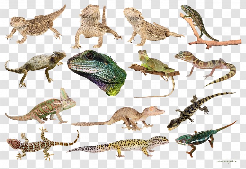 Newt Lizard Clip Art - Megabyte Transparent PNG