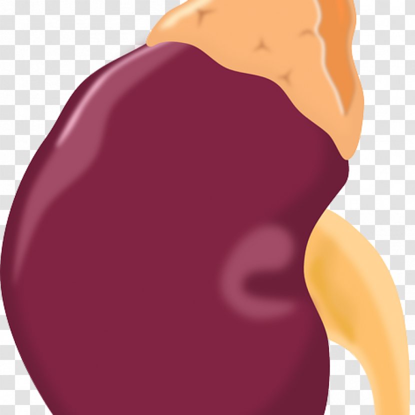 Hormone Kidney Disease Symptom Cortisol - Silhouette Transparent PNG