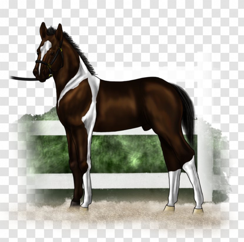 Stallion Hunt Seat Mustang Rein Mare - Equestrian Transparent PNG