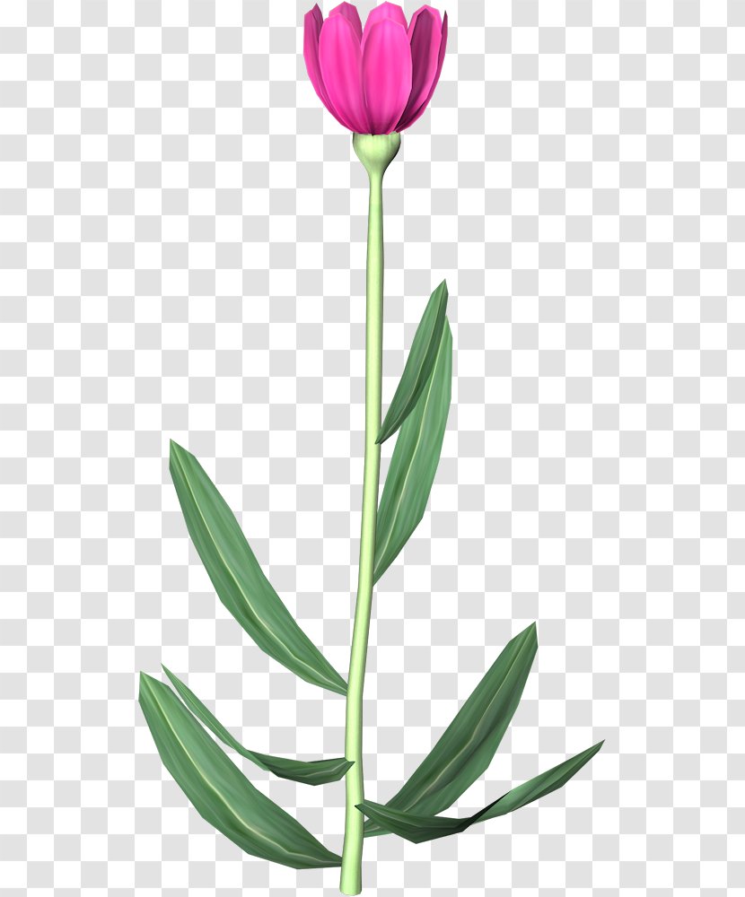 Tulip Flower Animation - Plant Transparent PNG