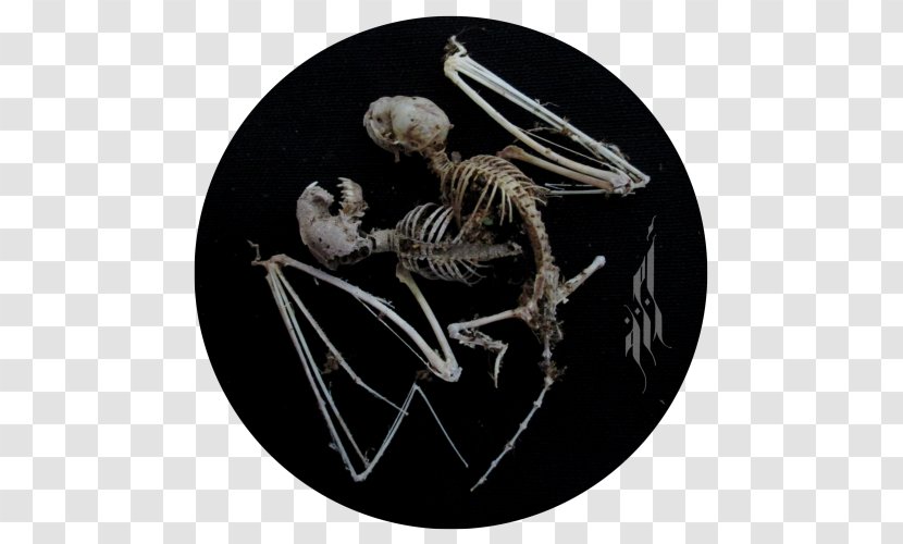 Skeleton Organism - Polaroid Wall Clock Transparent PNG