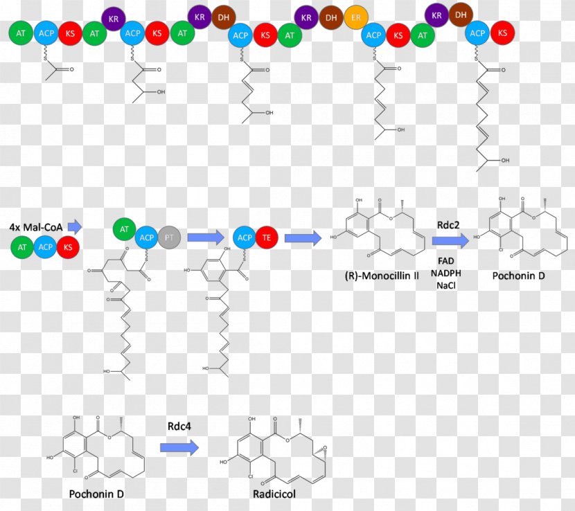 Radicicol Biosynthesis Polyketide Synthase In Vivo Cell - Mevalonate Pathway Transparent PNG