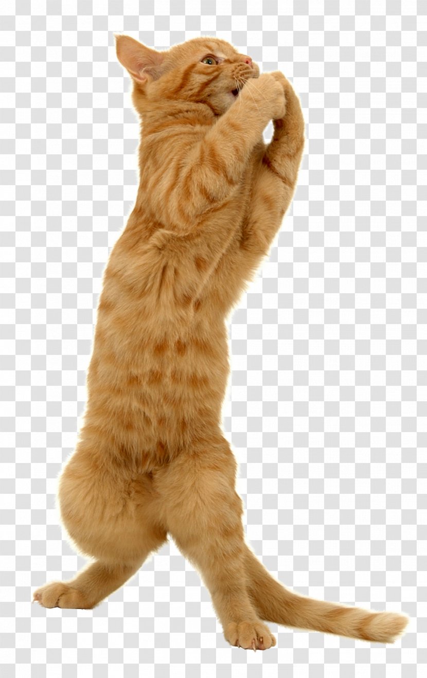Cat Kitten Felidae Dog Trumpet - Lolcat - Cats Transparent PNG