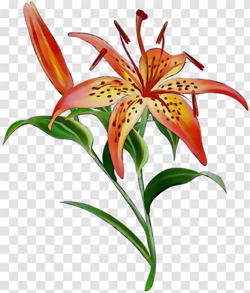Flower Vector Graphics Image Illustration Orange Lily - Terrestrial Plant - Flowering Transparent PNG
