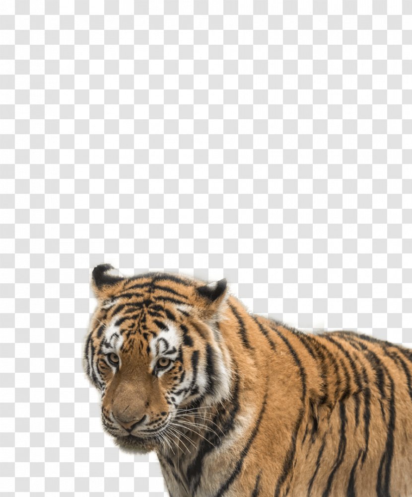 Tiger Cat Whiskers Terrestrial Animal Snout Transparent PNG