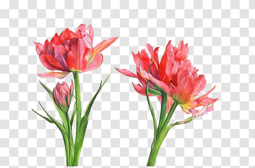 Floral Design Watercolor Painting Parrot Tulips Flower - Flowers Transparent PNG