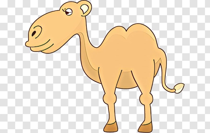 Dromedary Clip Art Terrestrial Animal Fauna Snout - Arabian Camel Transparent PNG