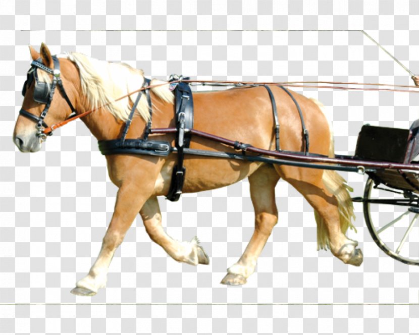 Shetland Pony Horse Harnesses Combined Driving Breastplate - Cart - Sellette Transparent PNG