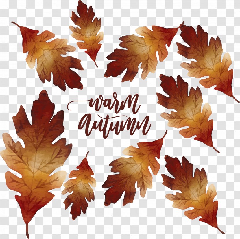 Maple Leaf Autumn Deciduous - Watercolor Painting - Leaves Transparent PNG