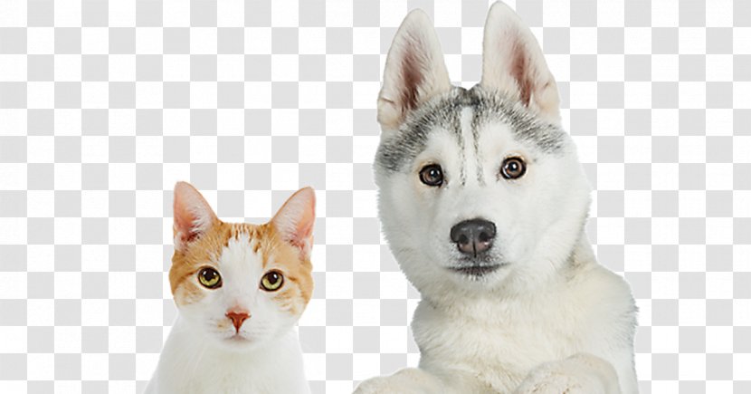 Siberian Husky Whiskers Canaan Dog Cat PetSmart - Rescue Heroes Transparent PNG