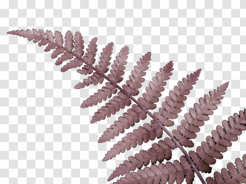 Fern Transparent PNG