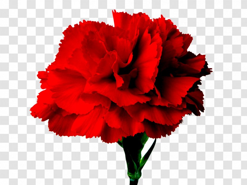 Carnation Flower Bouquet Red Clip Art - Rose Transparent PNG