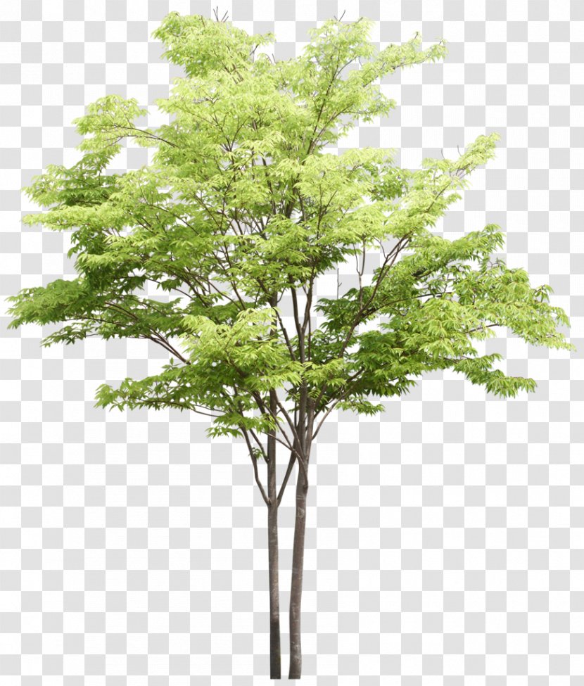 Tree Plant Ash - Tutorial Transparent PNG