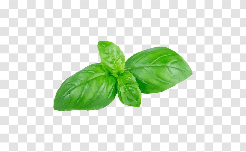 Holy Basil Herb Leaf - Vegetable Transparent PNG