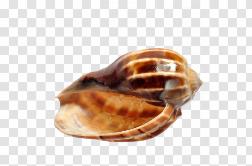 Viviparidae Viviparus Seashell - Sea Snail Transparent PNG