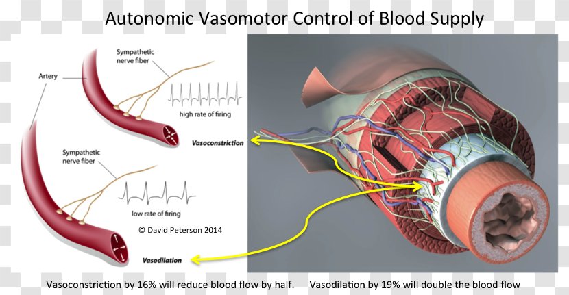 Vasomotor Center Vasoconstriction Sympathetic Nervous System Blood Vessel - Watercolor - Heart Transparent PNG