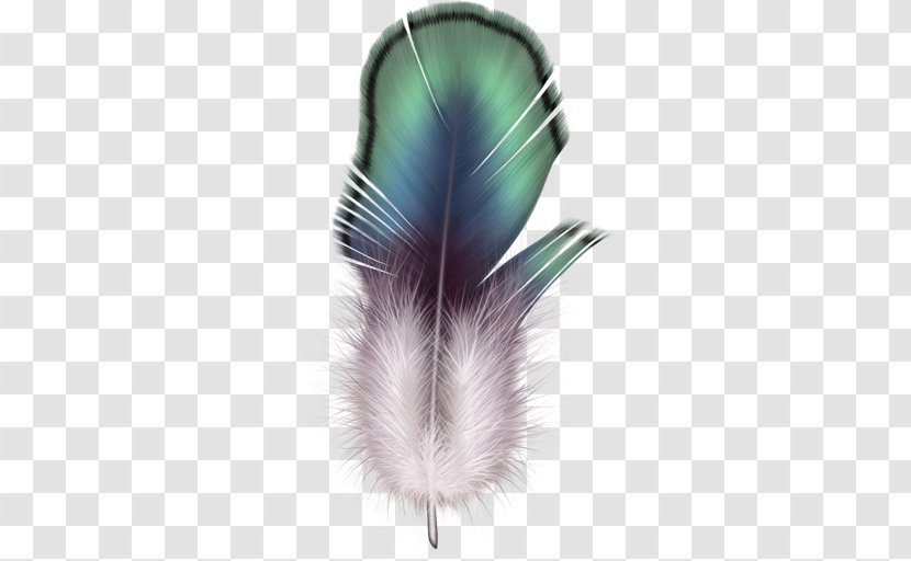 Eagle Feather Law - Image File Formats Transparent PNG