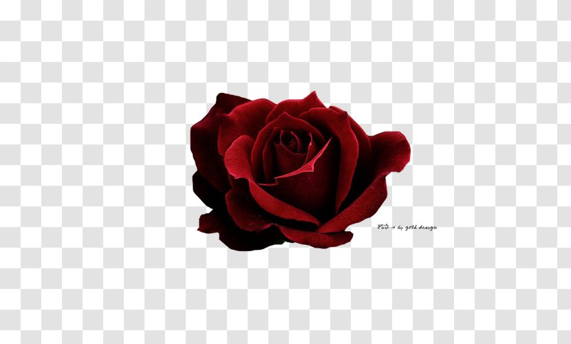 Rose Red Icon - Aesthetics - Dark Roses Transparent PNG