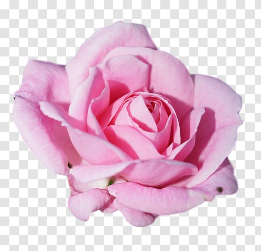 Rose Pink Flowers Petal - Plant Transparent PNG