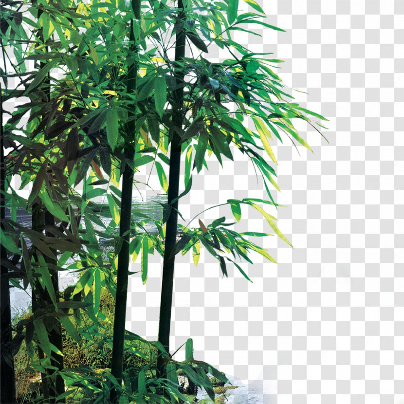 Henan Bamboo - Evergreen Transparent PNG