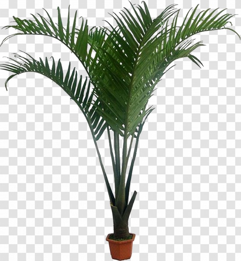 Howea Forsteriana Arecaceae Houseplant Coconut - Date Palm - Monstera Transparent PNG