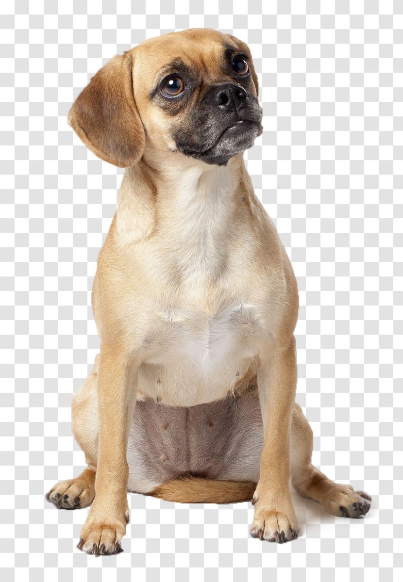 Puggle Puppy Dog Breed Beagle - Stock Photography Transparent PNG