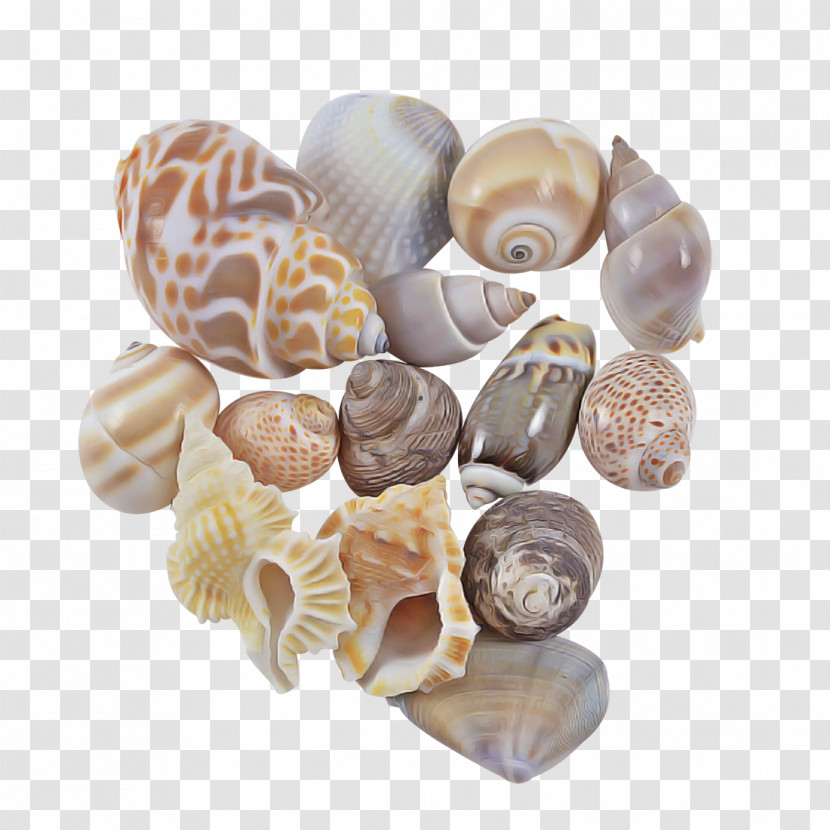 Shell Beige Rock Natural Material Bead Transparent PNG