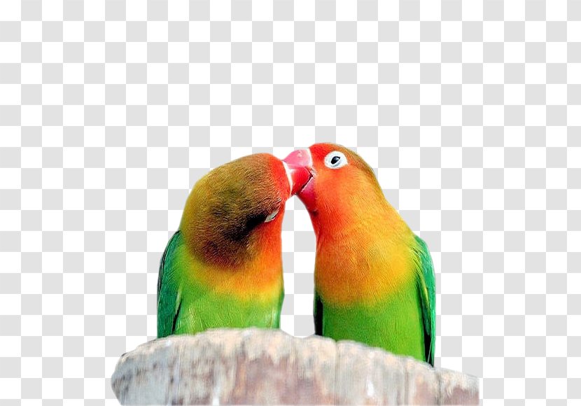 Lovebird Quotation Loriini Parakeet - Saying - Organism Transparent PNG