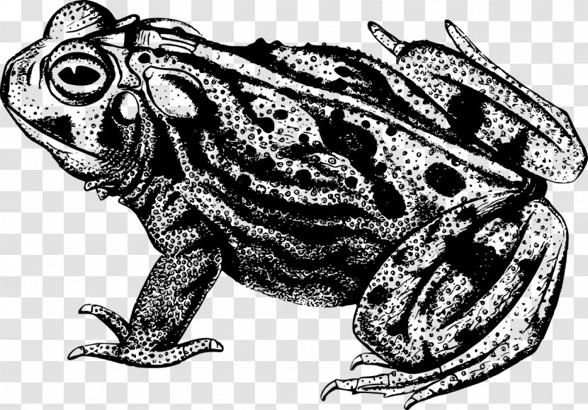 Frog And Toad Clip Art - Reptile Transparent PNG