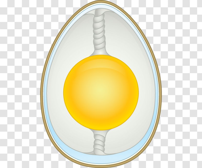 Chicken Boiled Egg Vitelline Membrane Eggshell - Osmosis - Shell Transparent PNG