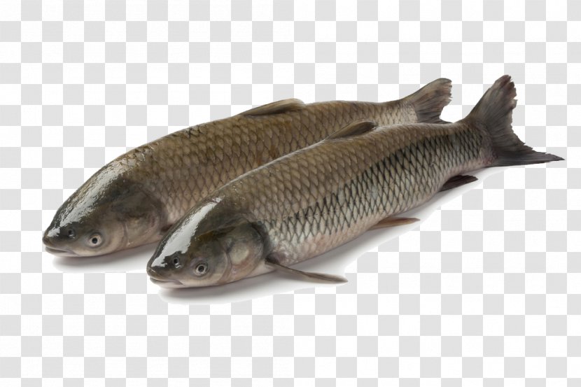 Latvia Common Carp Grass Pond Fish - Silver - Two Transparent PNG
