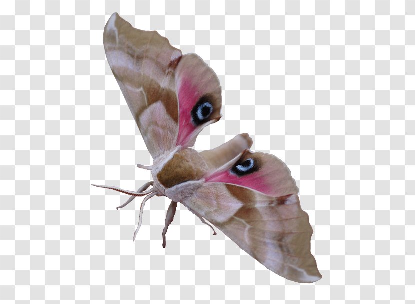 Butterfly Hummingbird Hawk-moth Insect Caterpillar - Buterfly Transparent PNG