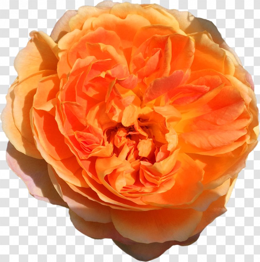 Garden Roses Cabbage Rose Mother's Day Floribunda Petal - Orange Transparent PNG
