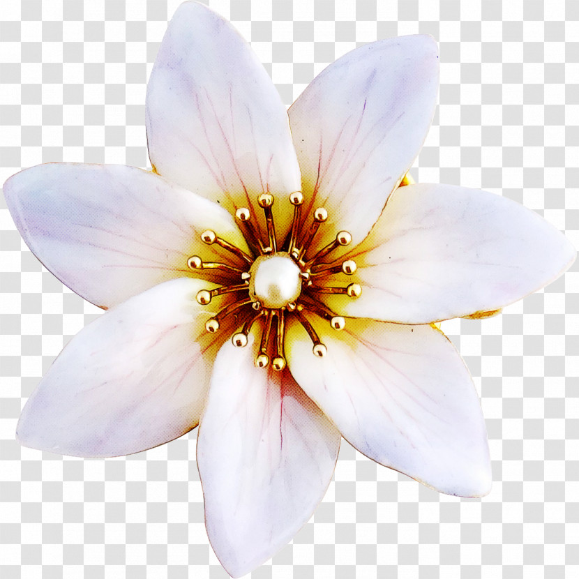 Petal Flower Plant Wildflower Magnolia Transparent PNG