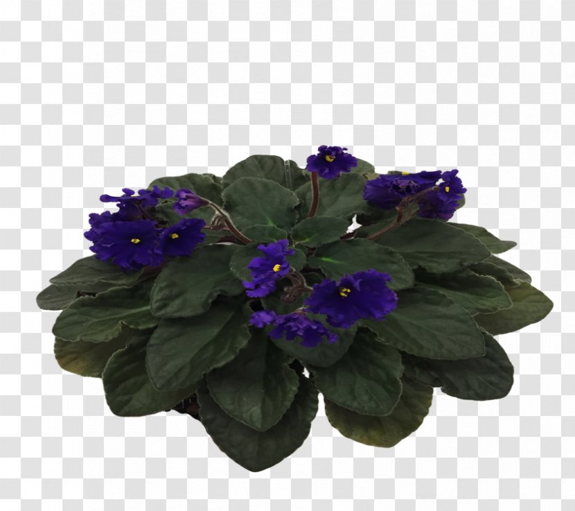 Primrose Cut Flowers - African Violets Transparent PNG