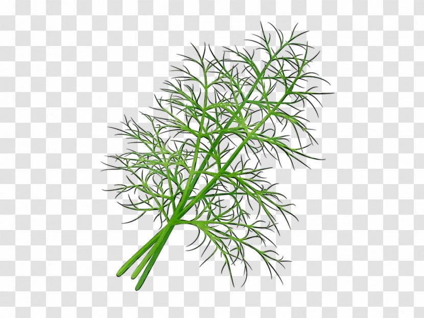 Vector Graphics Stock Illustration Photography Royalty-free - Tarragon - Grass Transparent PNG