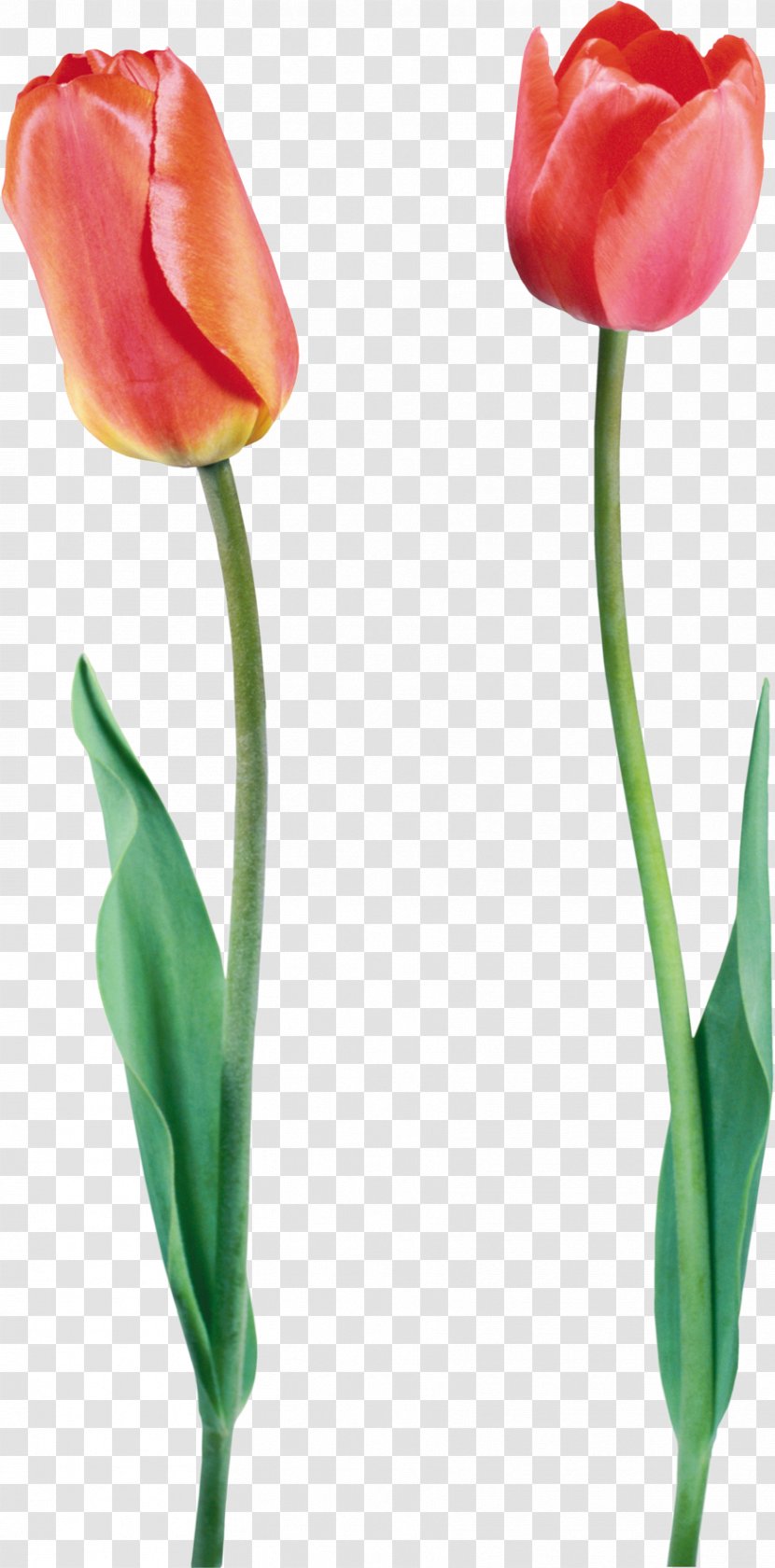 Tulip Flower Bouquet Clip Art - Daffodil - Tulips Transparent PNG