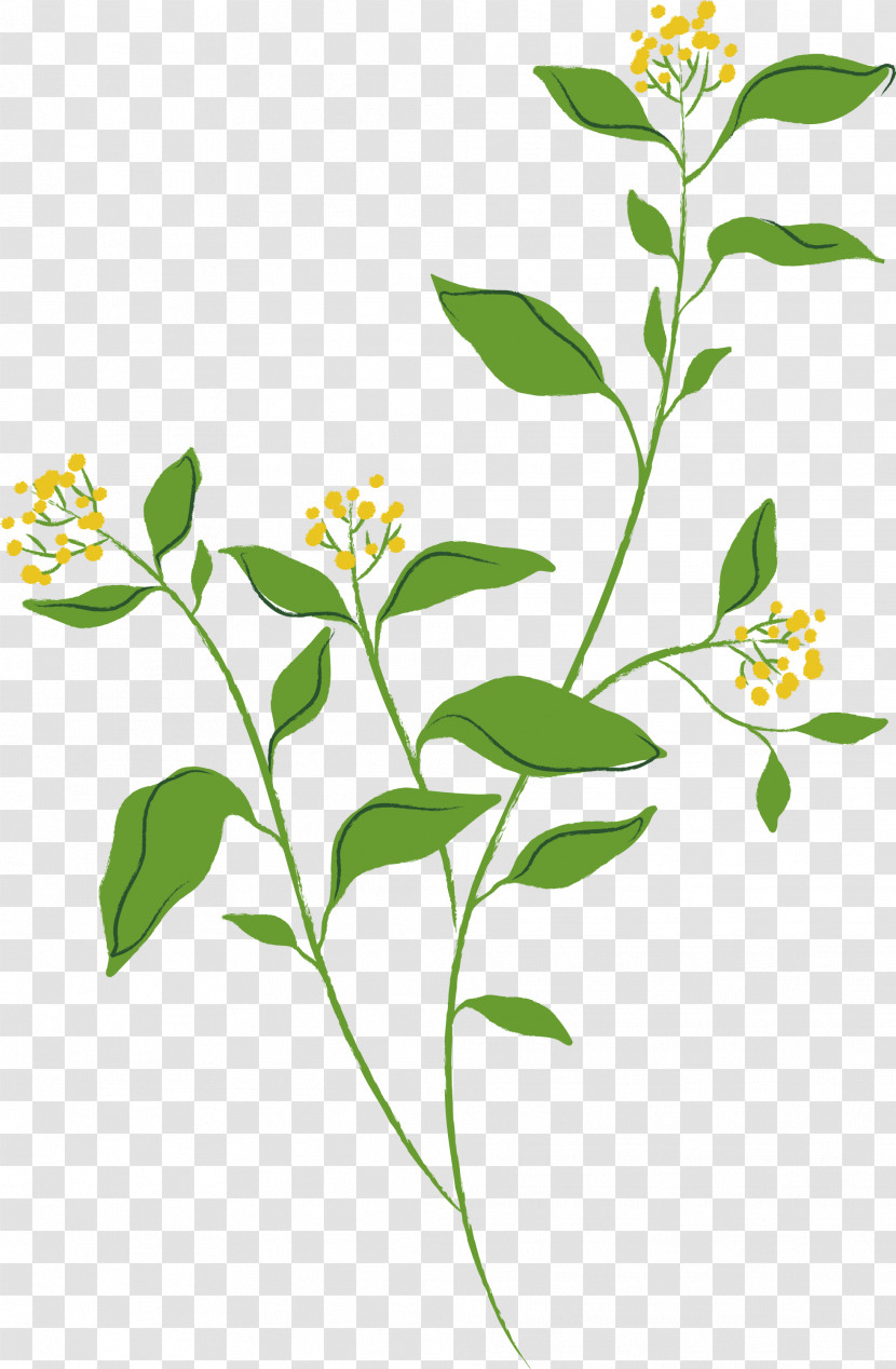Flower Plant Herbal Plant Stem Herb Transparent PNG