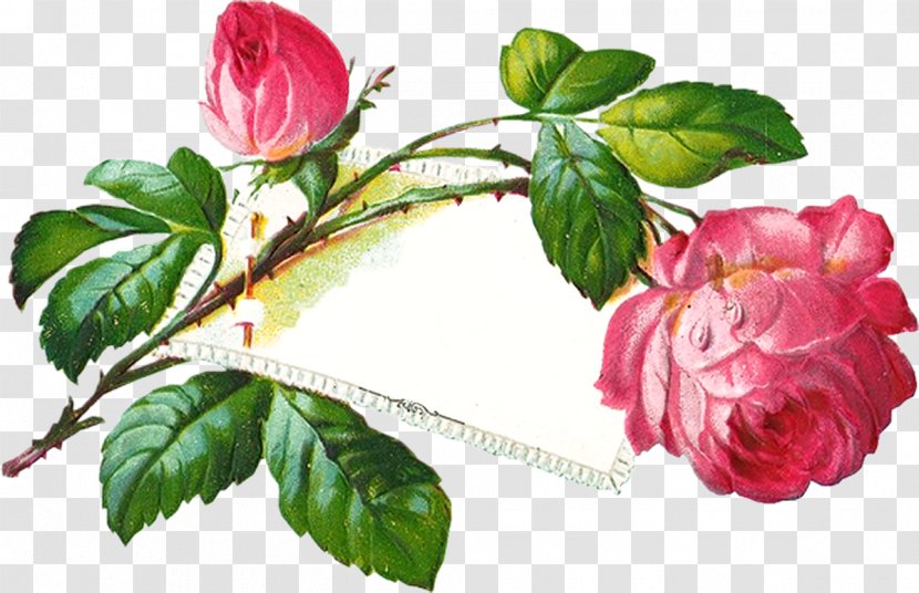 International Women's Day Flower Blog Clip Art - Woman - Pink Transparent PNG