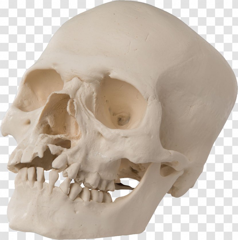 Skull Anatomy Palate Tooth Science Transparent PNG