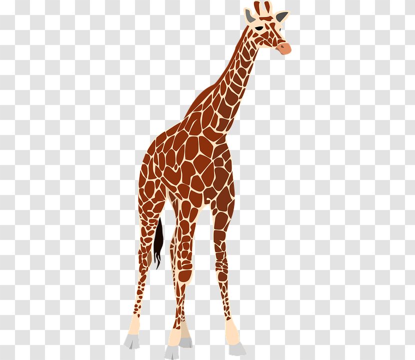 Giraffe Clip Art - Terrestrial Animal Transparent PNG