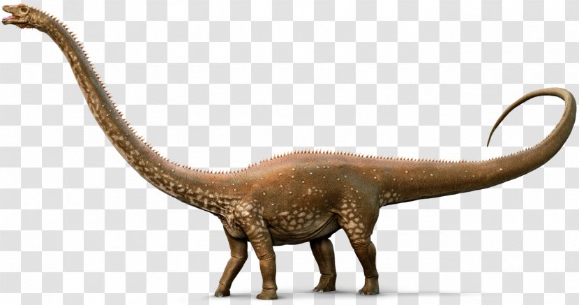 Diplodocus Apatosaurus Amargasaurus Nigersaurus Mamenchisaurus - Jurassic - Dinosaur Vector Transparent PNG