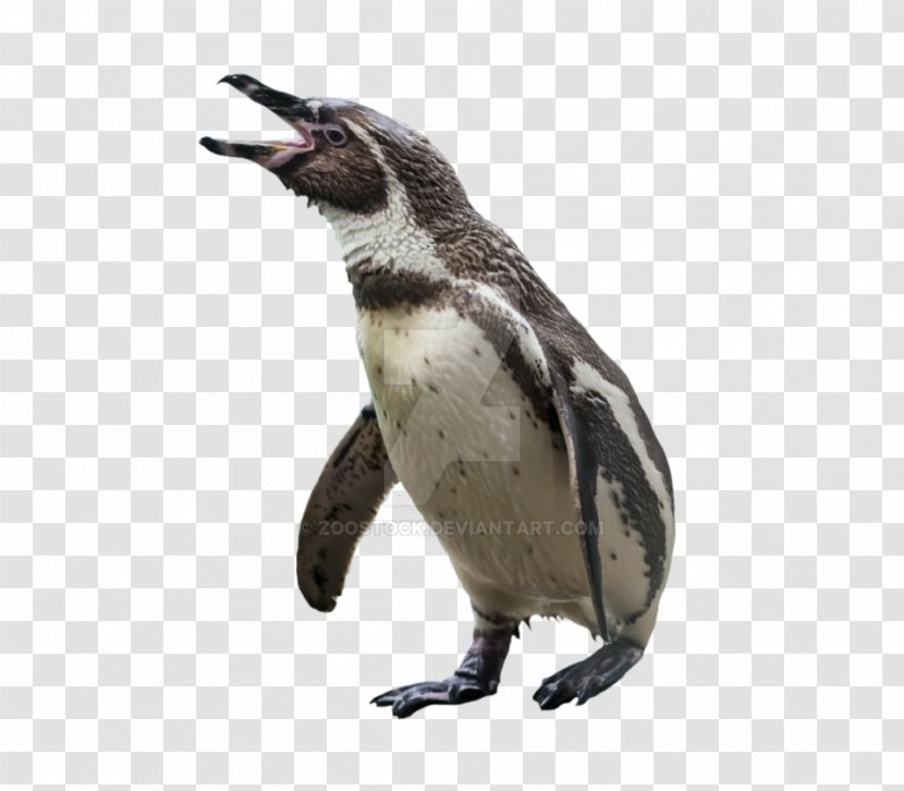 Penguin Bird Image Transparency - Vertebrate Transparent PNG