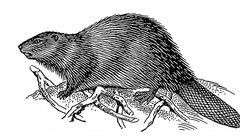 North American Beaver Drawing Black And White Clip Art - Organism Transparent PNG