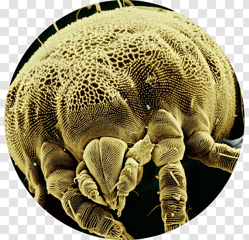 Mite Microscope Insect Arthropod Spider - Pest Transparent PNG